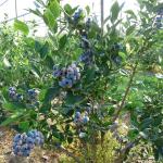 Blauwe bessen plant Chandler (grote blauwe bessen)