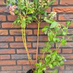 Blauwe bessen plant Chandler (grote blauwe bessen)