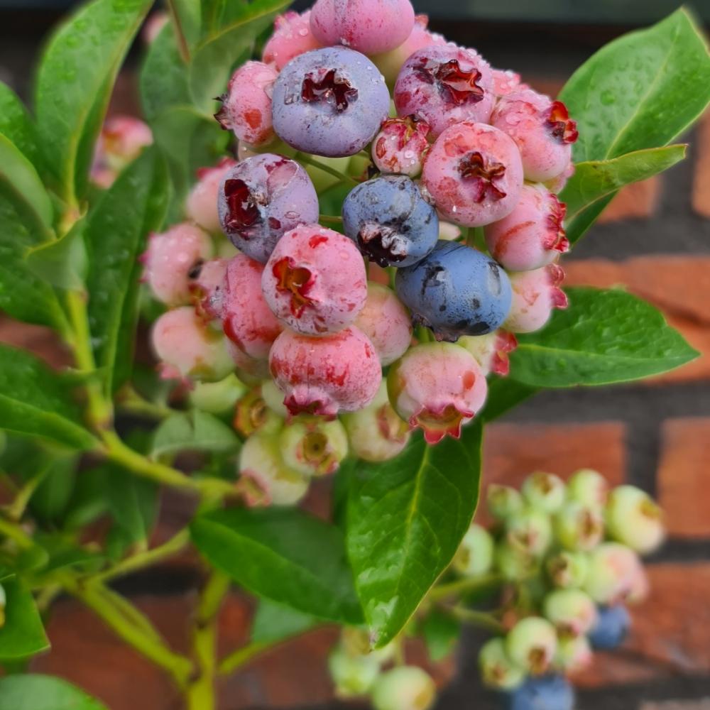 Blauwe bessen plant Chandler (grote blauwe bessen)