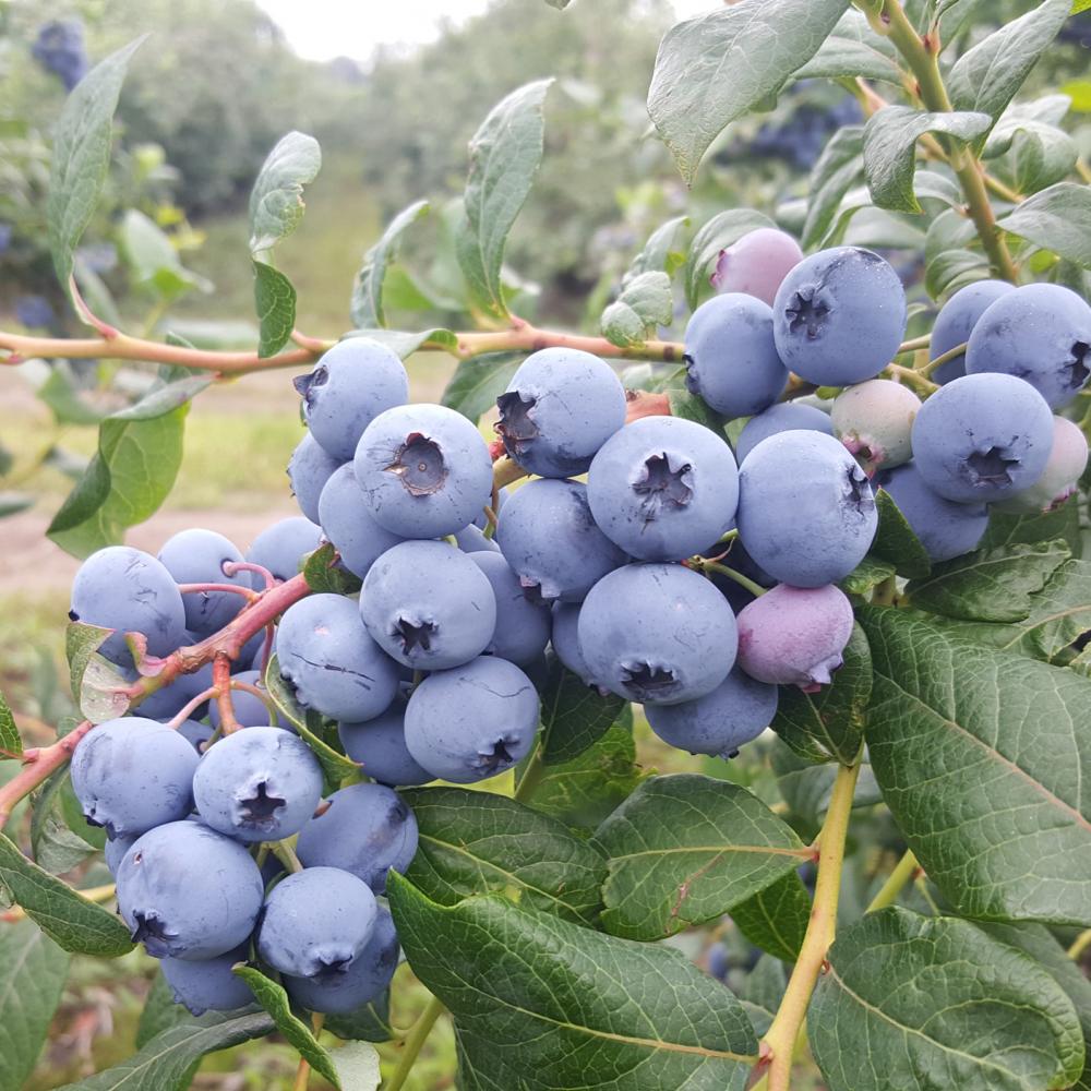 Blauwe bessen plant Bluecrop (Middentijds soort)