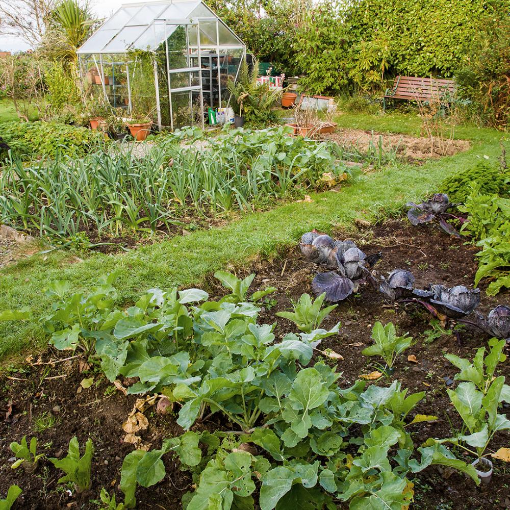 Voor in de moestuin