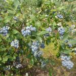 Blauwe bessen plant Duke (Vroeg soort)