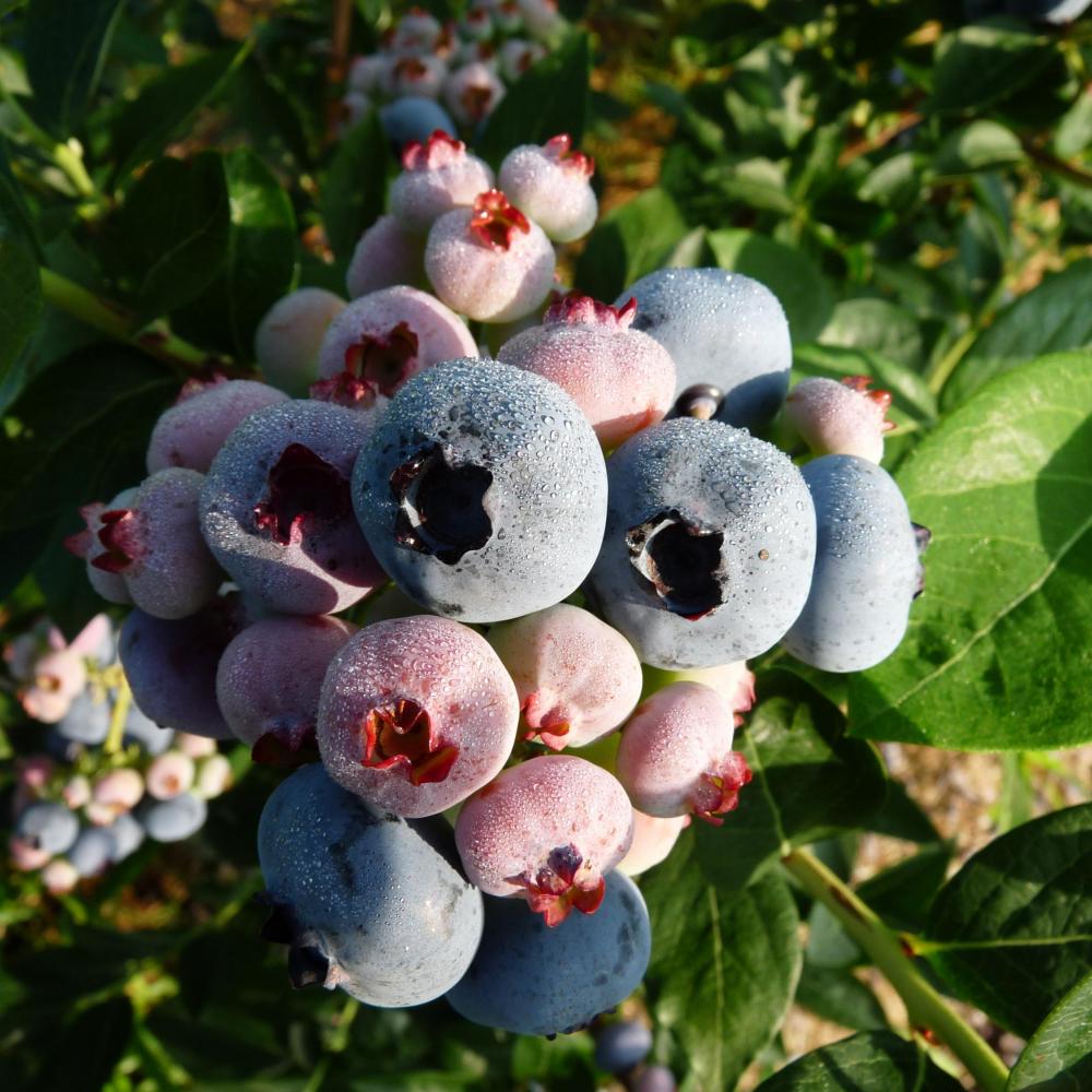 Blauwe bessen plant Chandler (grote blauwe bessen)