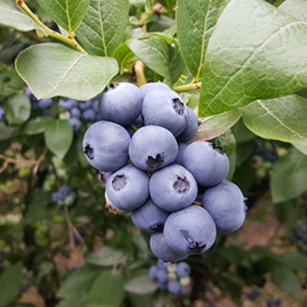 Blauwe bessen plant Bluecrop (Middentijds soort)