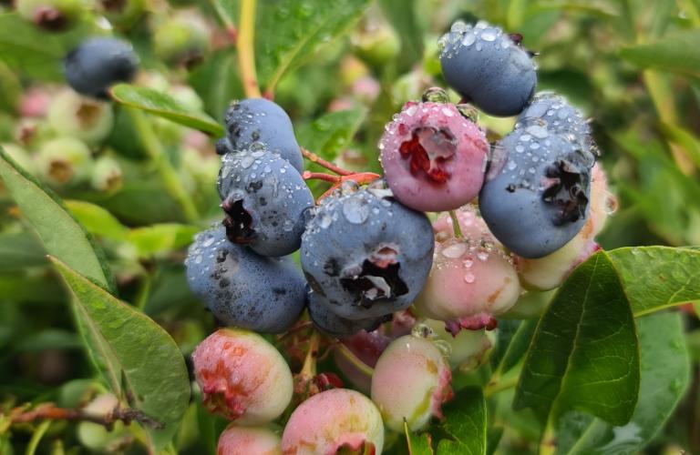 Blauwe bessen plant Chandler (grote blauwe bessen)